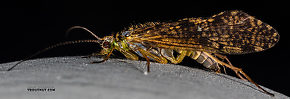 Rhyacophila (Green Sedges) Caddisfly Adult
