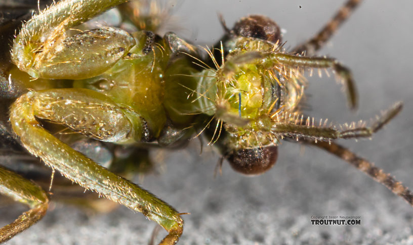 Rhyacophila (Green Sedges) Caddisfly Adult from Mystery Creek #199 in Washington
