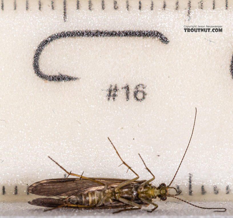 Rhyacophila (Green Sedges) Caddisfly Adult from Mystery Creek #199 in Washington