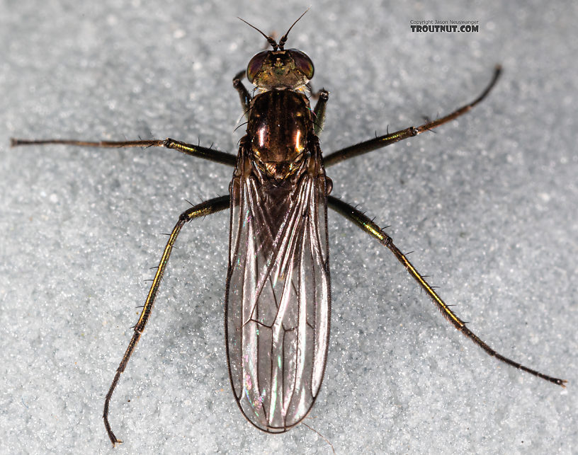 Dolichopodidae True Fly Adult from Mystery Creek #199 in Washington