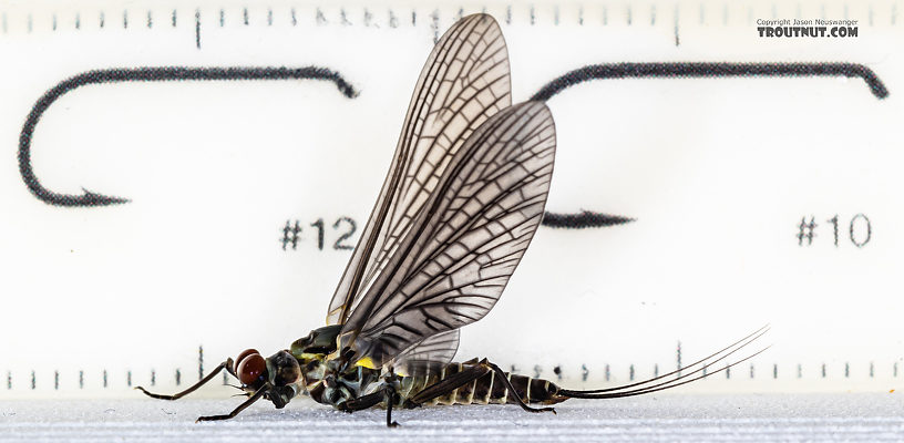 Male Drunella coloradensis (Small Western Green Drake) Mayfly Dun from Mystery Creek #199 in Washington