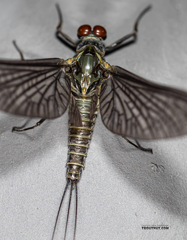 Male Drunella coloradensis (Small Western Green Drake) Mayfly Dun from Mystery Creek #199 in Washington