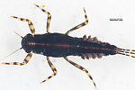 Male Serratella micheneri (Little Western Dark Hendrickson) Mayfly Nymph