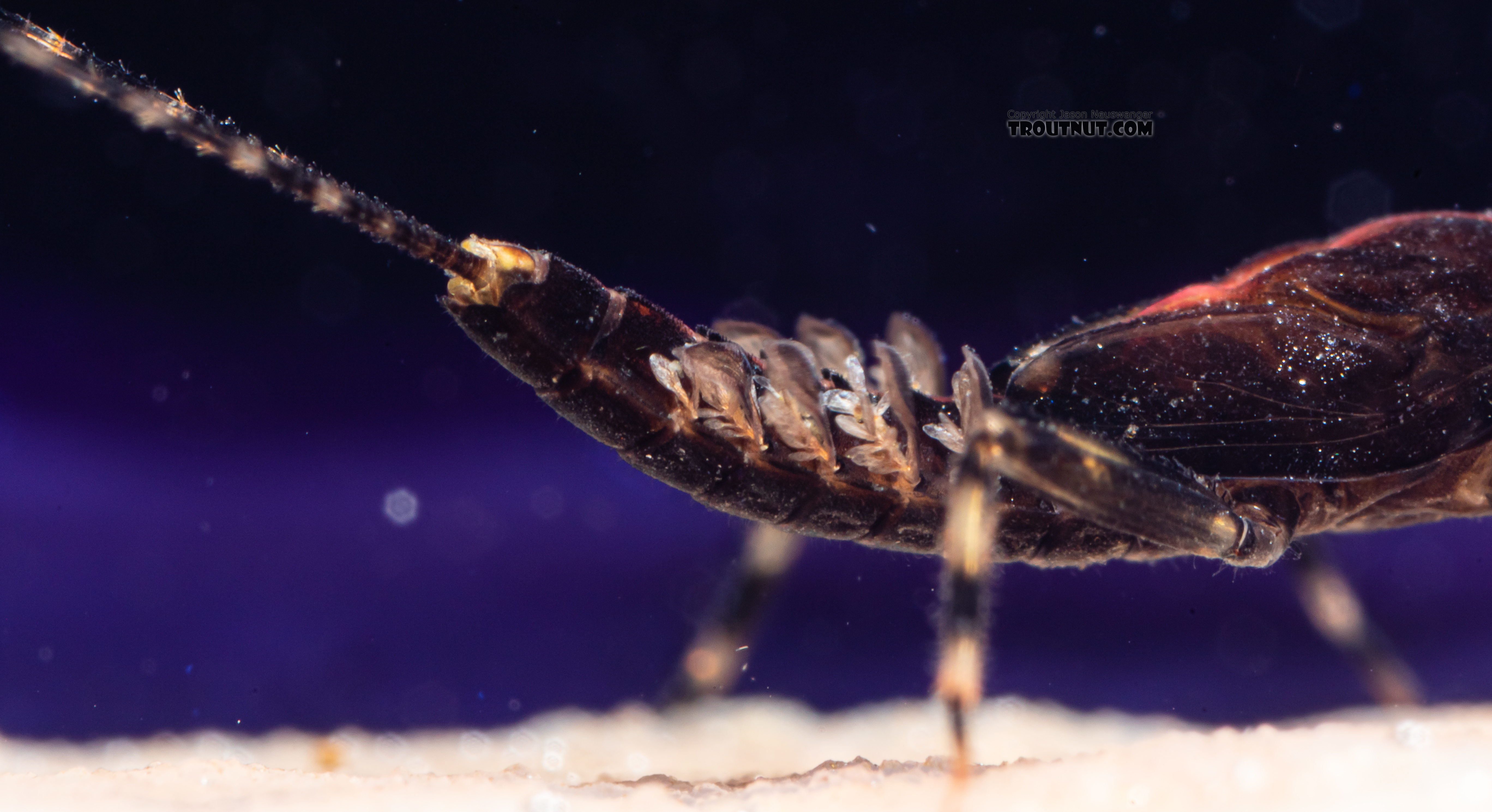 Male Serratella micheneri (Little Western Dark Hendrickson) Mayfly Nymph from Mystery Creek #199 in Washington