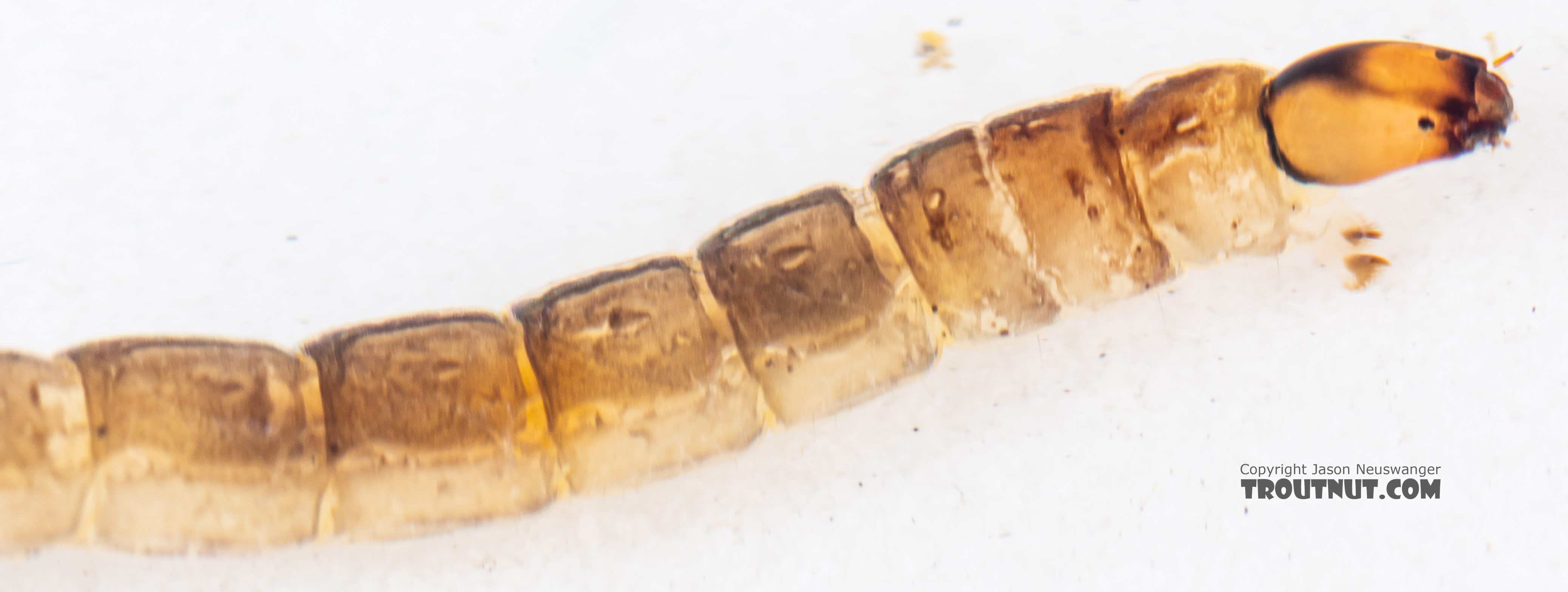 Chironomidae (Midges) Midge Larva from Mystery Creek #199 in Washington