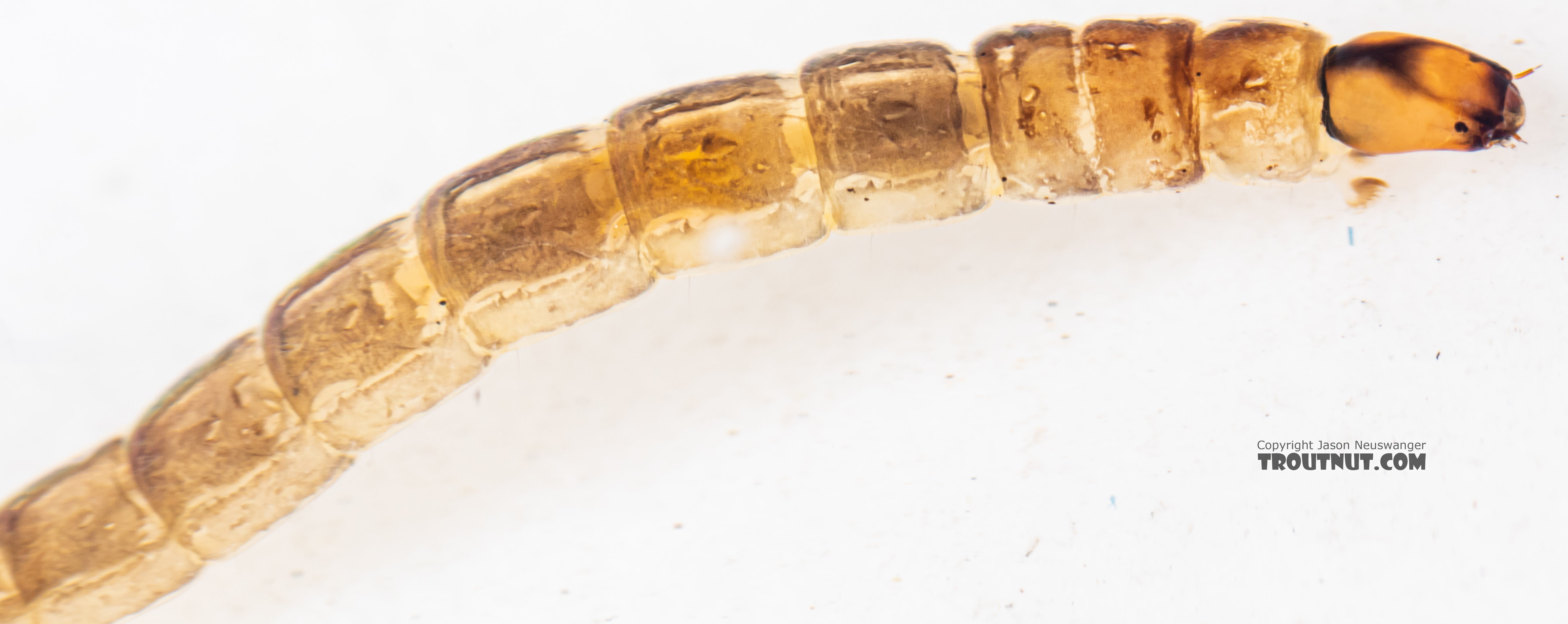 Chironomidae (Midges) Midge Larva from Mystery Creek #199 in Washington