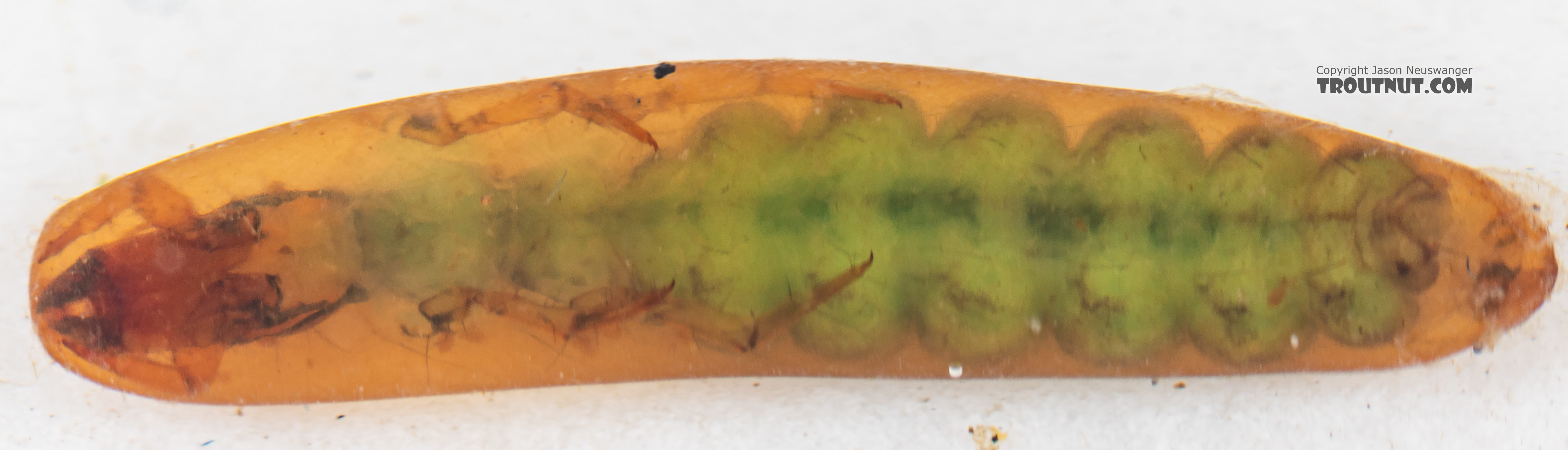 Rhyacophila (Green Sedges) Caddisfly Pupa from Mystery Creek #199 in Washington
