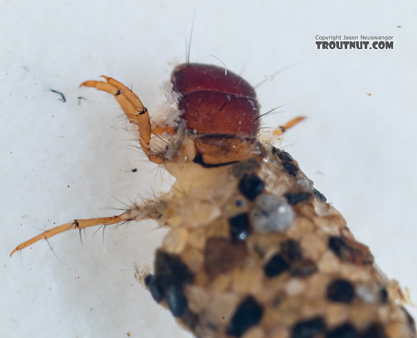 Lepidostoma (Little Brown Sedges) Little Brown Sedge Larva from Mystery Creek #199 in Washington
