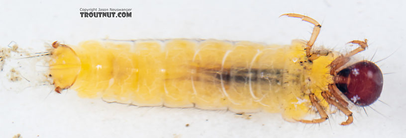 Lepidostoma (Little Brown Sedges) Little Brown Sedge Larva from Mystery Creek #199 in Washington