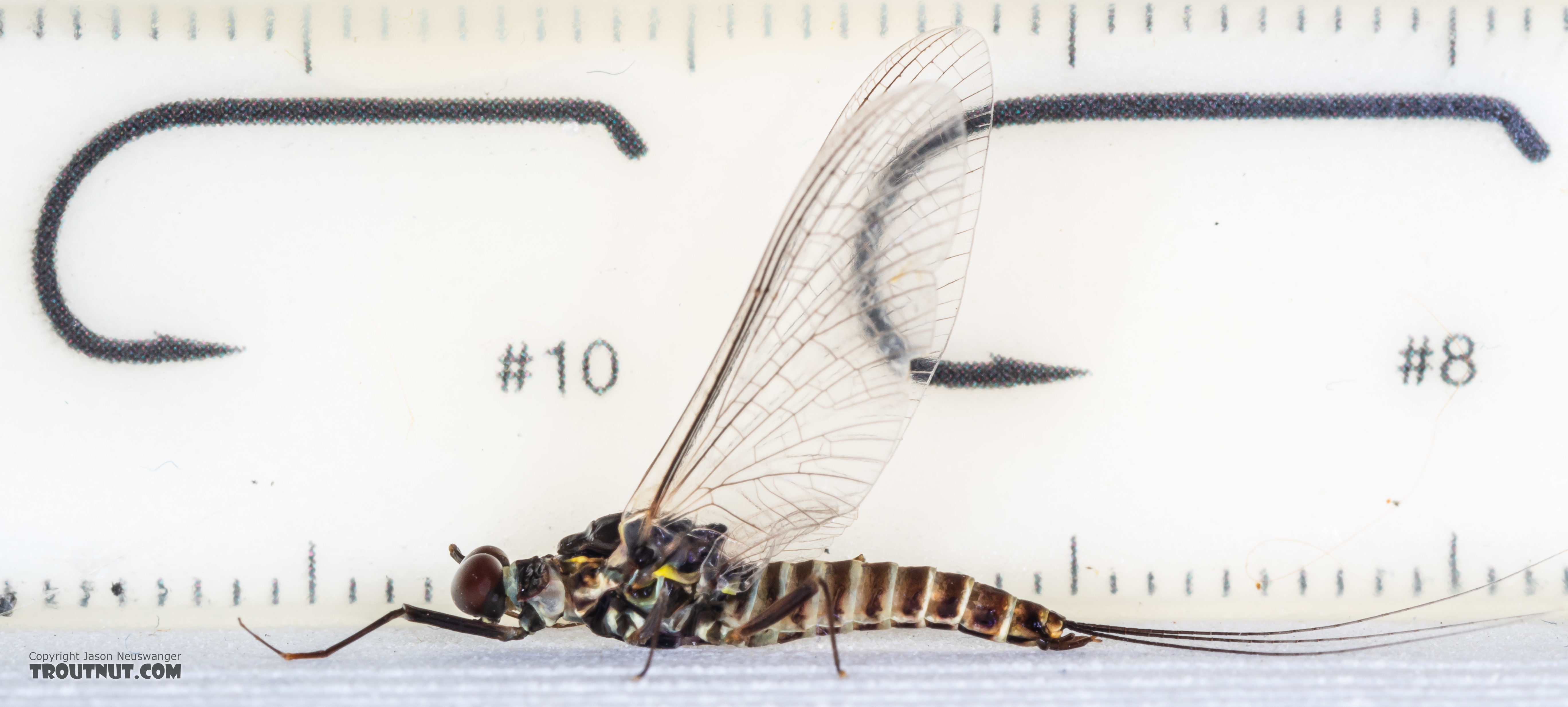 Male Drunella coloradensis (Small Western Green Drake) Mayfly Spinner from Mystery Creek #199 in Washington