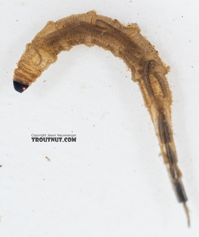 Ptychopteridae (Phantom Crane Flies) Phantom Crane Fly Larva from Mystery Creek #199 in Washington