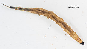 Ptychopteridae (Phantom Crane Flies) True Fly Larva