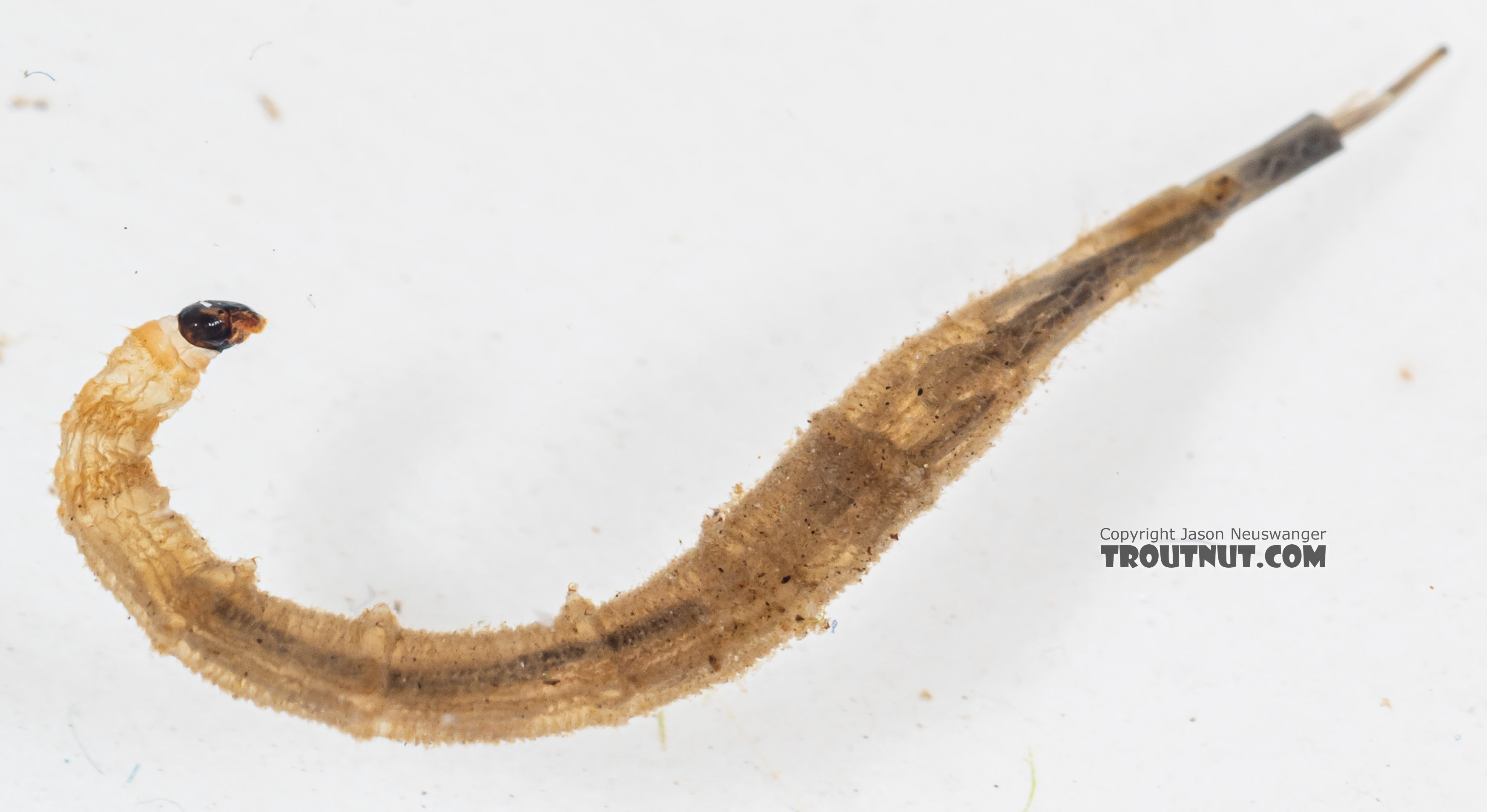 Ptychopteridae (Phantom Crane Flies) Phantom Crane Fly Larva from Mystery Creek #199 in Washington