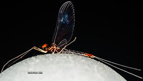 Male Paraleptophlebia sculleni  Mayfly Spinner