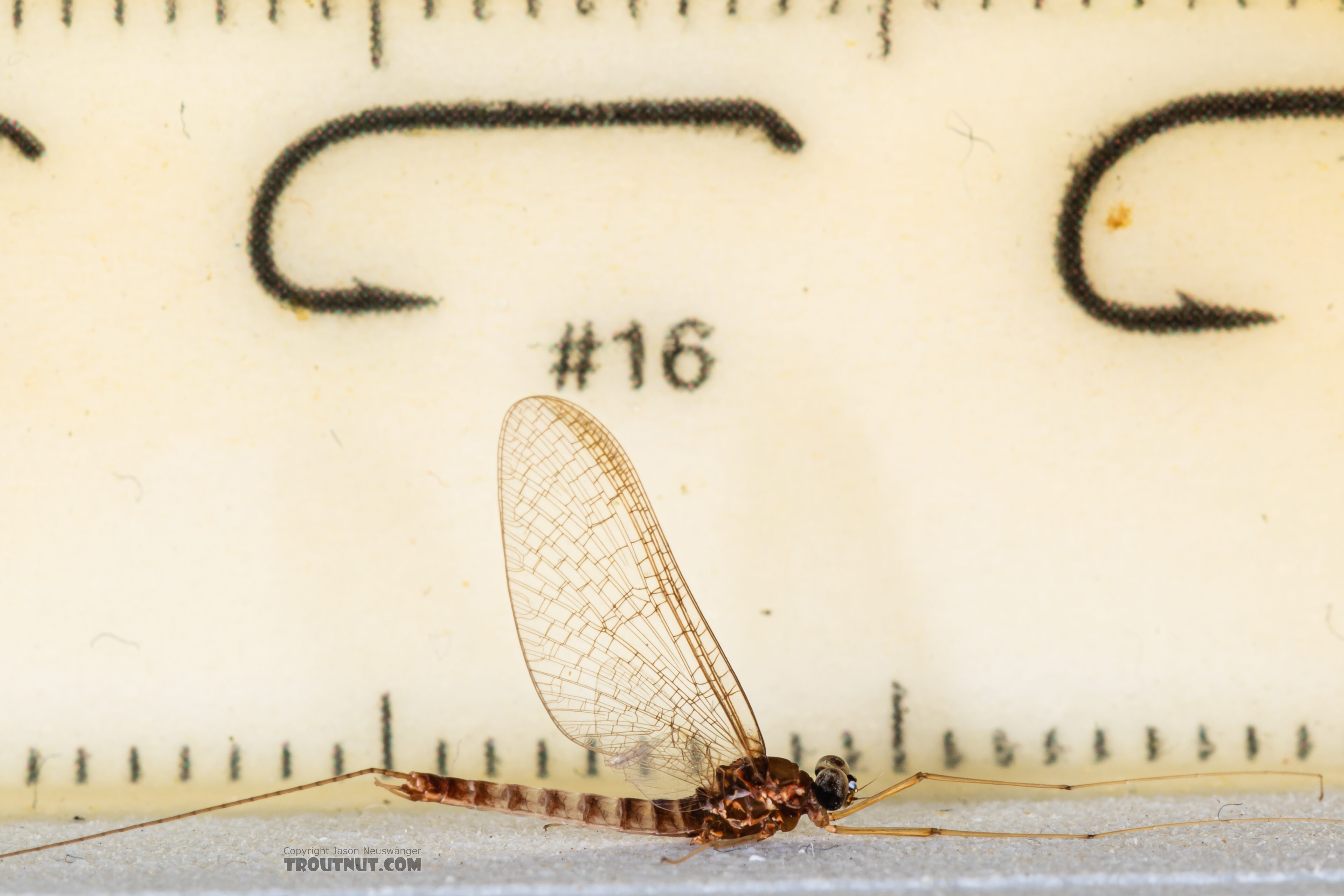 Body 9 mm, wing 9 mm  Male Cinygmula par Mayfly Spinner from Mystery Creek #249 in Washington