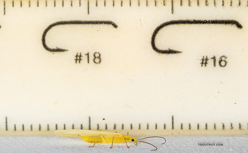 Female Suwallia pallidula (Sallfly) Stonefly Adult from Mystery Creek #249 in Washington