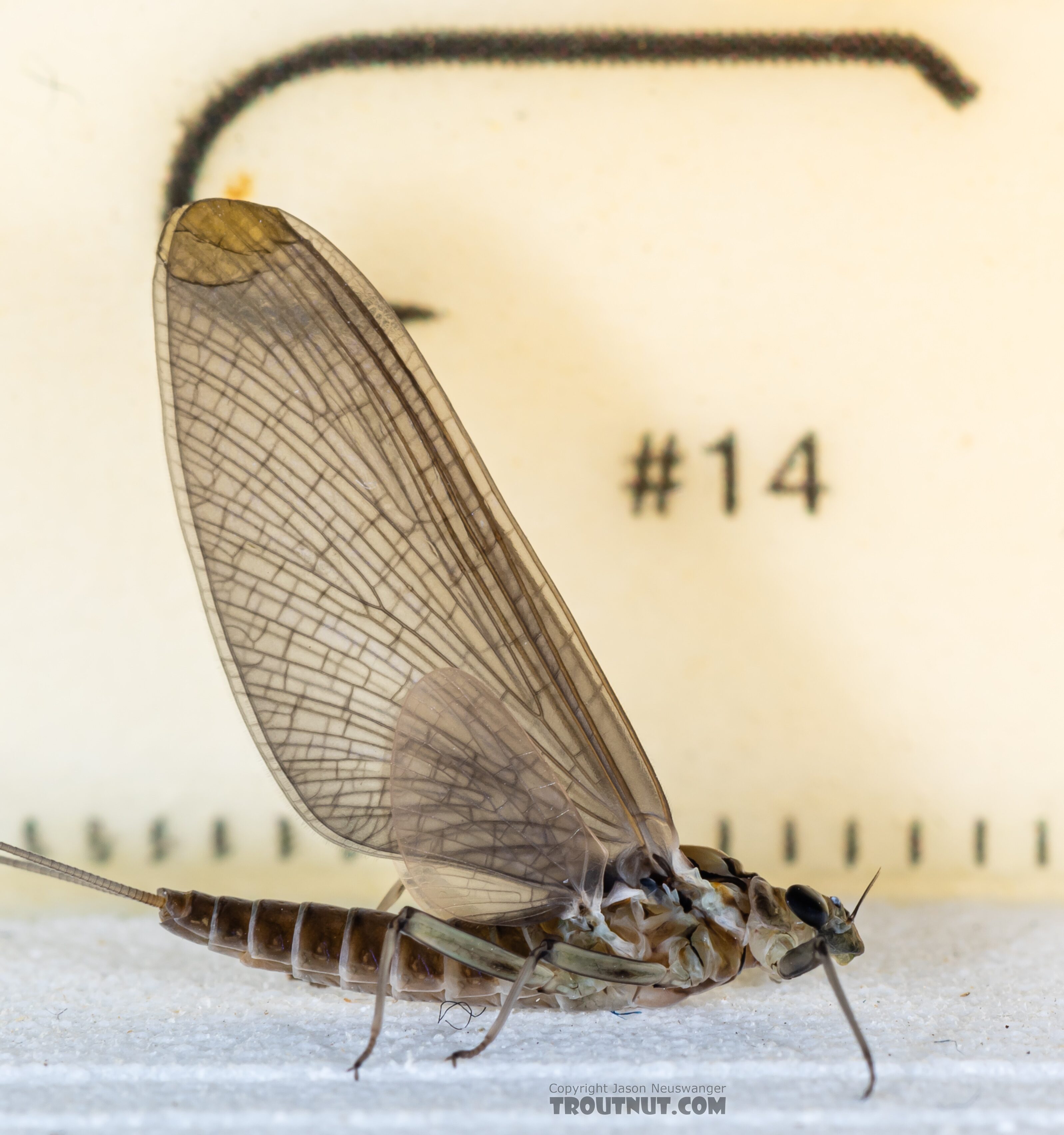 Female Rhithrogena hageni (Western Black Quill) Mayfly Dun from Mystery Creek #249 in Washington