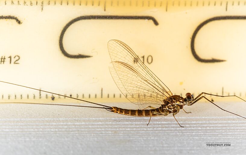 Male Rhithrogena hageni (Western Black Quill) Mayfly Spinner from Mystery Creek #249 in Washington