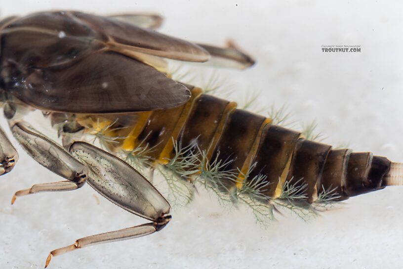 Rhithrogena hageni (Western Black Quill) Mayfly Nymph from Mystery Creek #249 in Washington