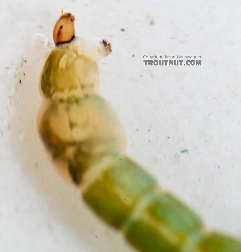 Chironomidae (Midges) Midge Larva from Mystery Creek #249 in Washington