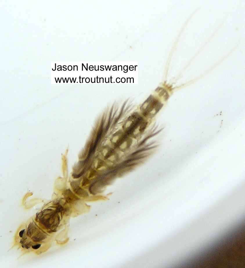 This particular picture is slightly blurry because the nymph is swimming, but it shows an important characteristic of Hexagenia nymphs which is potentially important to fly tiers and is evident in the videos as well: Hexagenia nymphs hold their gills splayed almost straight out to the side while they're swimming, while Ephemera nymphs keep their gills closer to vertical. The difference is such that when I'm looking through my tub of critters from the stream trying to pick out which things to photograph, I can tell the two genera apart more easily by looking at their profile as they swim than by looking at their abdominal markings or frontal prominence. The angle of the gills in the swimming nymphs is probably one of the most noticeable differences between these genera from the trout's perspective.  Hexagenia limbata (Hex) Mayfly Nymph from unknown in Wisconsin