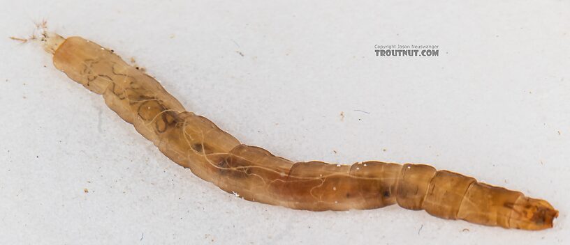 Hexatoma True Fly Larva from Mystery Creek #249 in Washington