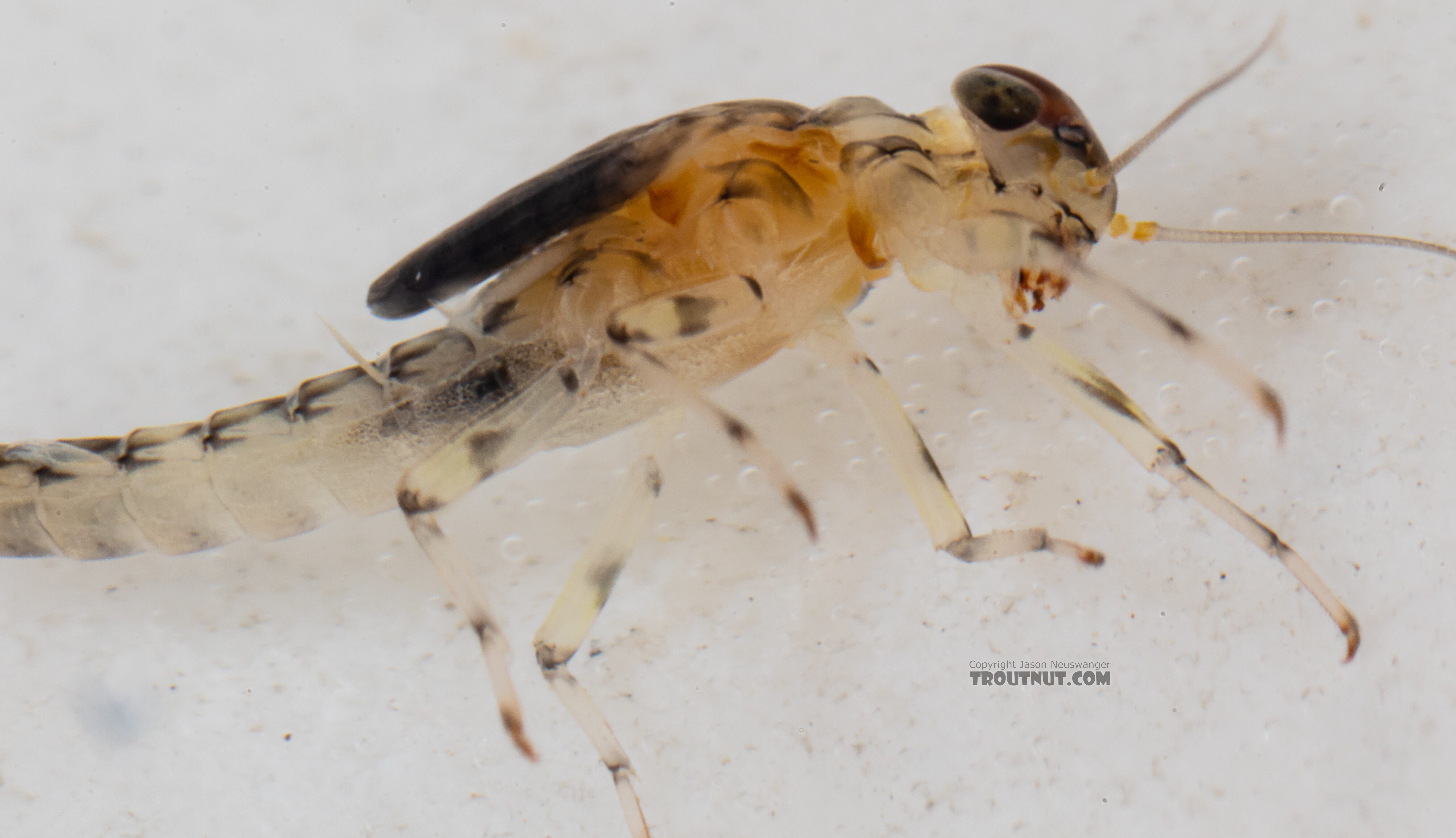 Male Baetis flavistriga (BWO) Mayfly Nymph from Mystery Creek #249 in Washington