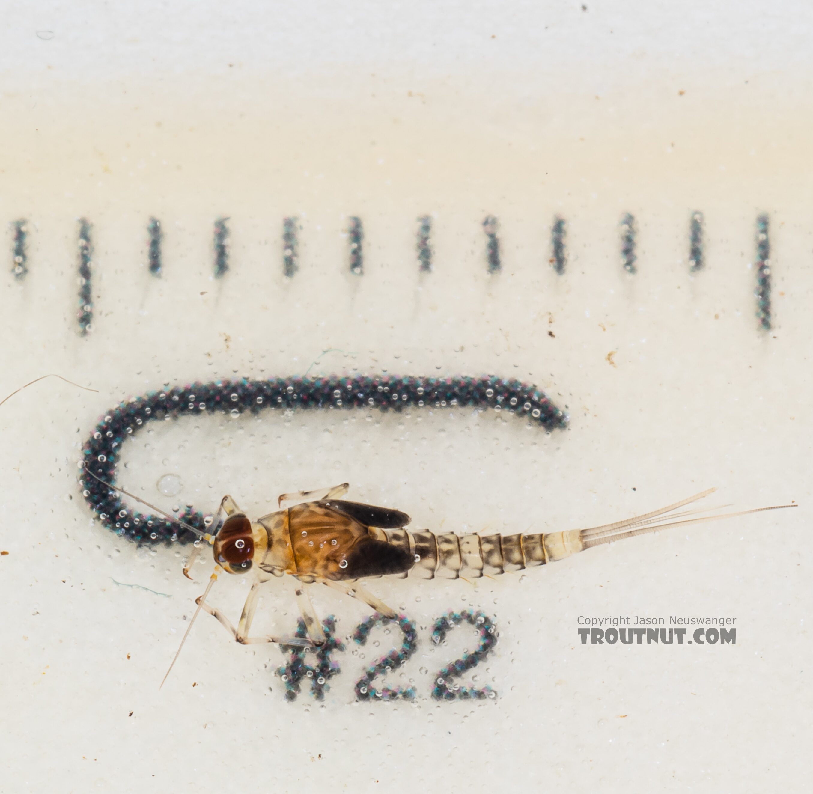 Male Baetis flavistriga (BWO) Mayfly Nymph from Mystery Creek #249 in Washington