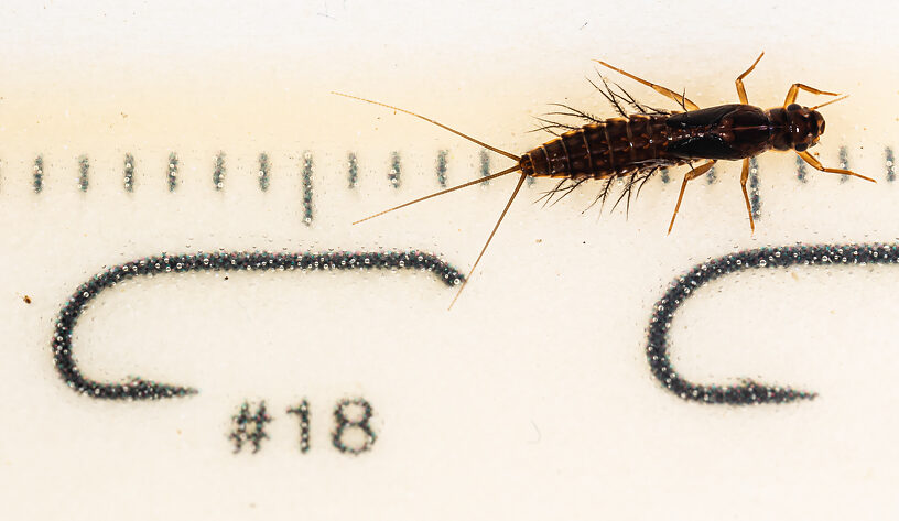 Neoleptophlebia memorialis Mayfly Nymph from the Dosewallips River in Washington