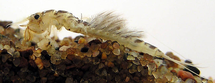 Hexagenia limbata (Hex) Mayfly Nymph from unknown in Wisconsin