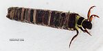 Brachycentrus americanus (American Grannom) Caddisfly Larva