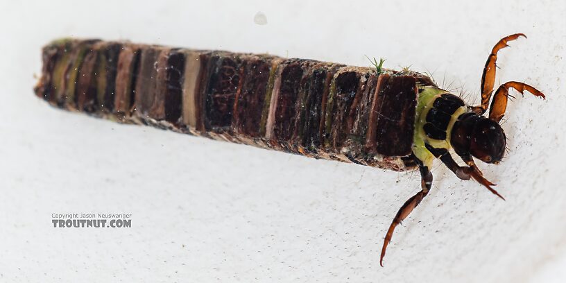 Brachycentrus americanus (American Grannom) Caddisfly Larva from the Dosewallips River in Washington