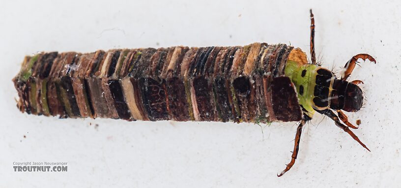 Brachycentrus americanus (American Grannom) Caddisfly Larva from the Dosewallips River in Washington