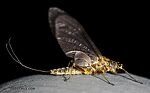 Female Drunella flavilinea (Flav) Mayfly Dun