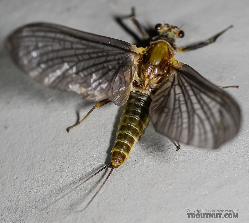 Female Drunella flavilinea (Flav) Mayfly Dun from the Henry's Fork of the Snake River in Idaho