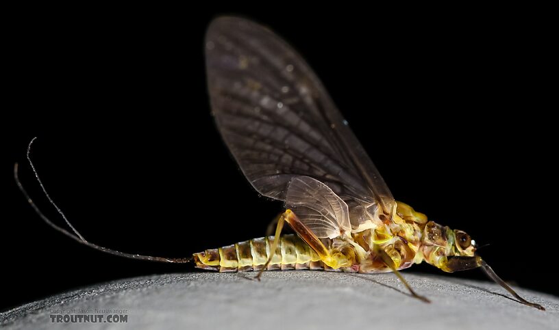 Female Drunella flavilinea (Flav) Mayfly Dun from the Henry's Fork of the Snake River in Idaho