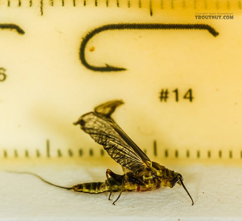 I accidentally preserved this one in alcohol before remembering to do the length measurements, so I fished it out of the drink for this photo.  Female Drunella flavilinea (Flav) Mayfly Dun from the Henry's Fork of the Snake River in Idaho