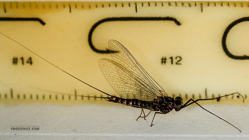 Male Siphlonurus occidentalis (Gray Drake) Mayfly Spinner from the Henry's Fork of the Snake River in Idaho