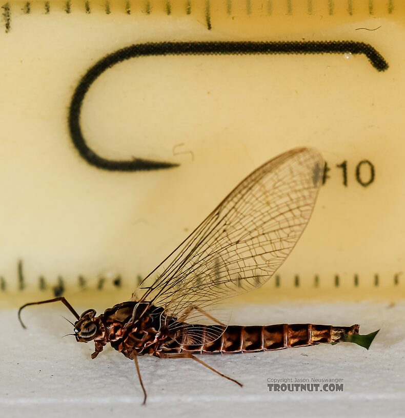 Female Siphlonurus occidentalis (Gray Drake) Mayfly Spinner from the Henry's Fork of the Snake River in Idaho