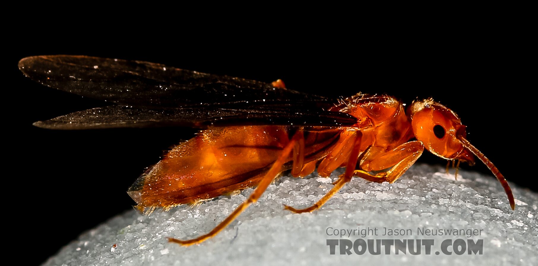 Formicidae (Ants) Ant Adult from the Henry's Fork of the Snake River in Idaho