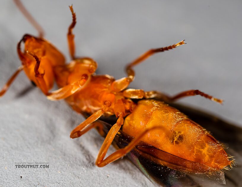 Formicidae (Ants) Ant Adult from the Henry's Fork of the Snake River in Idaho