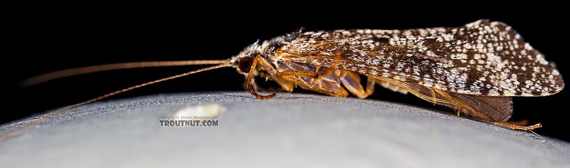 Male Hydropsyche (Spotted Sedges) Caddisfly Adult from the Henry's Fork of the Snake River in Idaho