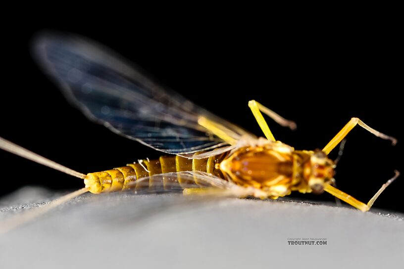 Female Baetis tricaudatus (Blue-Winged Olive) Mayfly Spinner from the Henry's Fork of the Snake River in Idaho