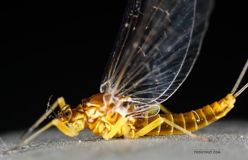 I looked closer under a microscope to see that the second longitudinal vein of the hind wing does not fork (ie it isn't Diphetor hageni).  Female Baetis tricaudatus (Blue-Winged Olive) Mayfly Spinner from the Henry's Fork of the Snake River in Idaho