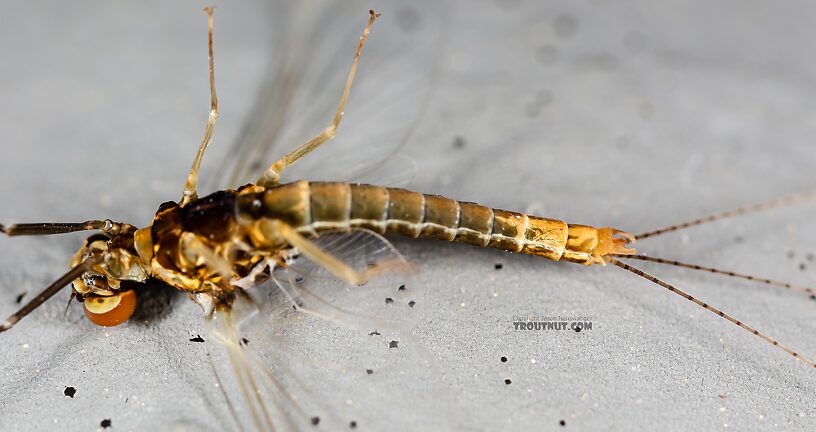 Male Ephemerella excrucians (Pale Morning Dun) Mayfly Spinner from the Henry's Fork of the Snake River in Idaho
