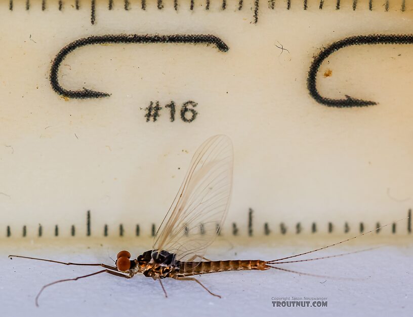 Male Ephemerella excrucians (Pale Morning Dun) Mayfly Spinner from the Henry's Fork of the Snake River in Idaho