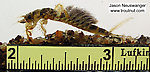 Hexagenia limbata (Hex) Mayfly Nymph from Big Brook in Wisconsin