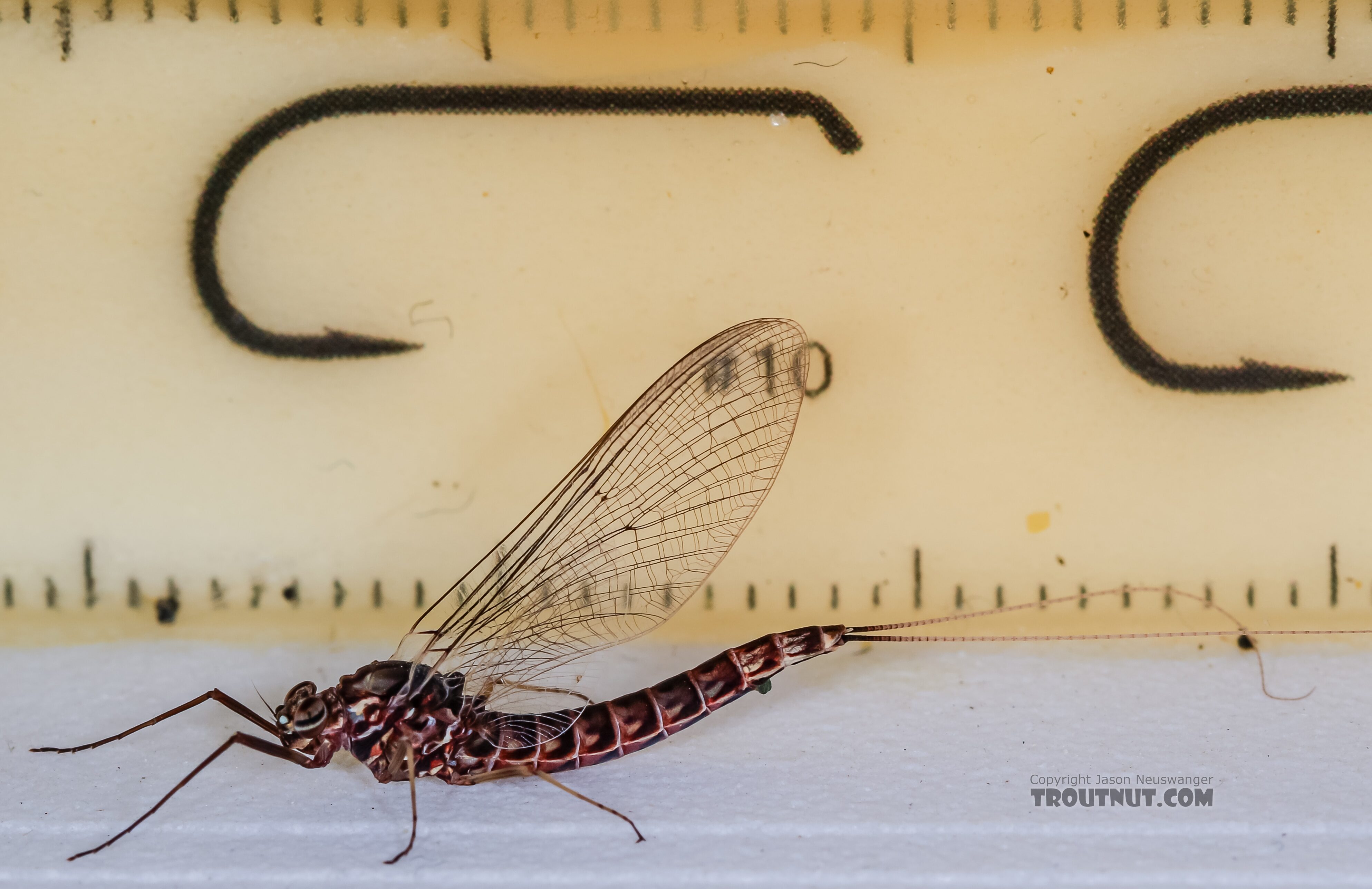 Female Siphlonurus occidentalis (Gray Drake) Mayfly Spinner from the Henry's Fork of the Snake River in Idaho