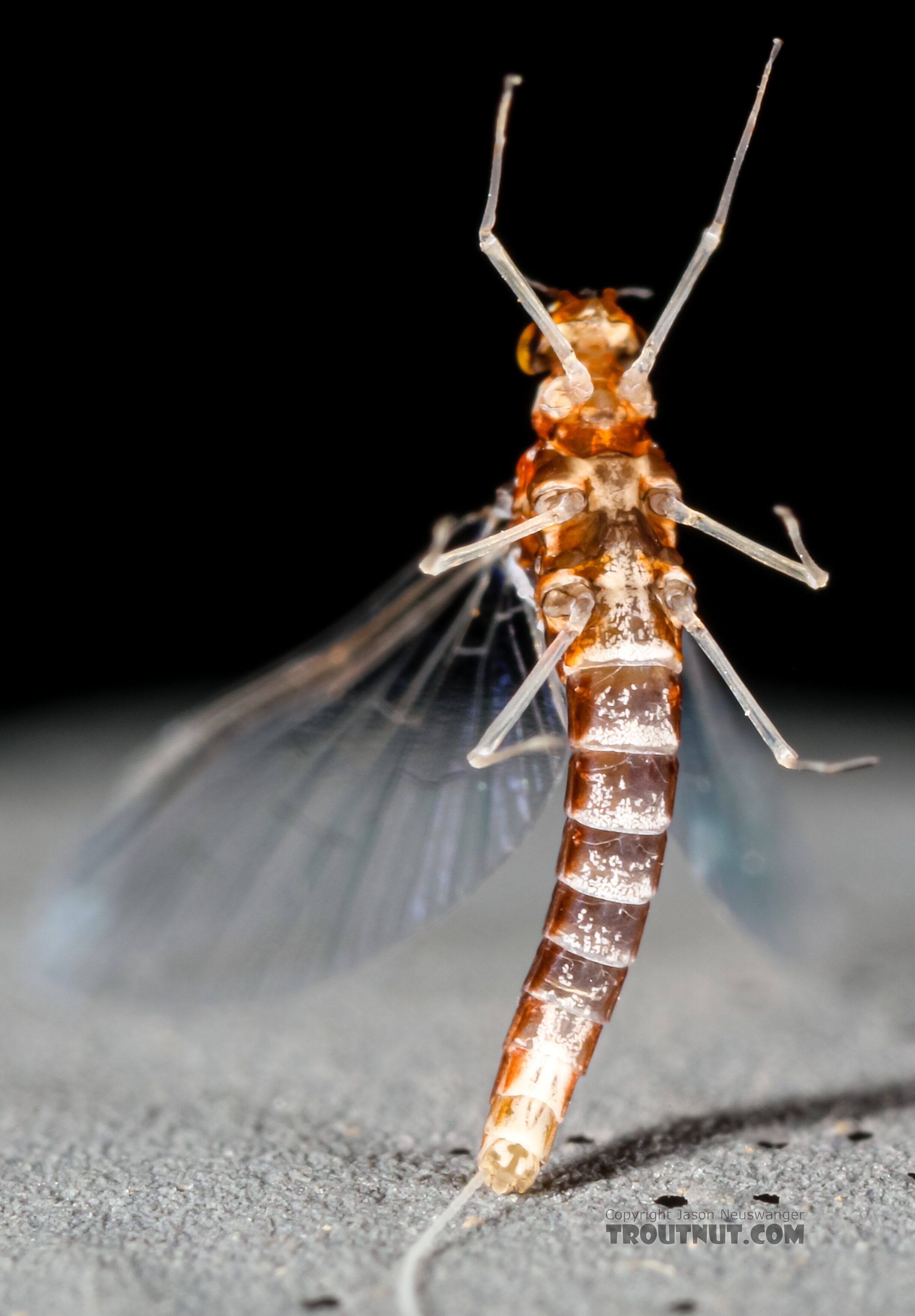 Female Acerpenna pygmaea (Tiny Blue-Winged Olive) Mayfly Spinner from the Henry's Fork of the Snake River in Idaho