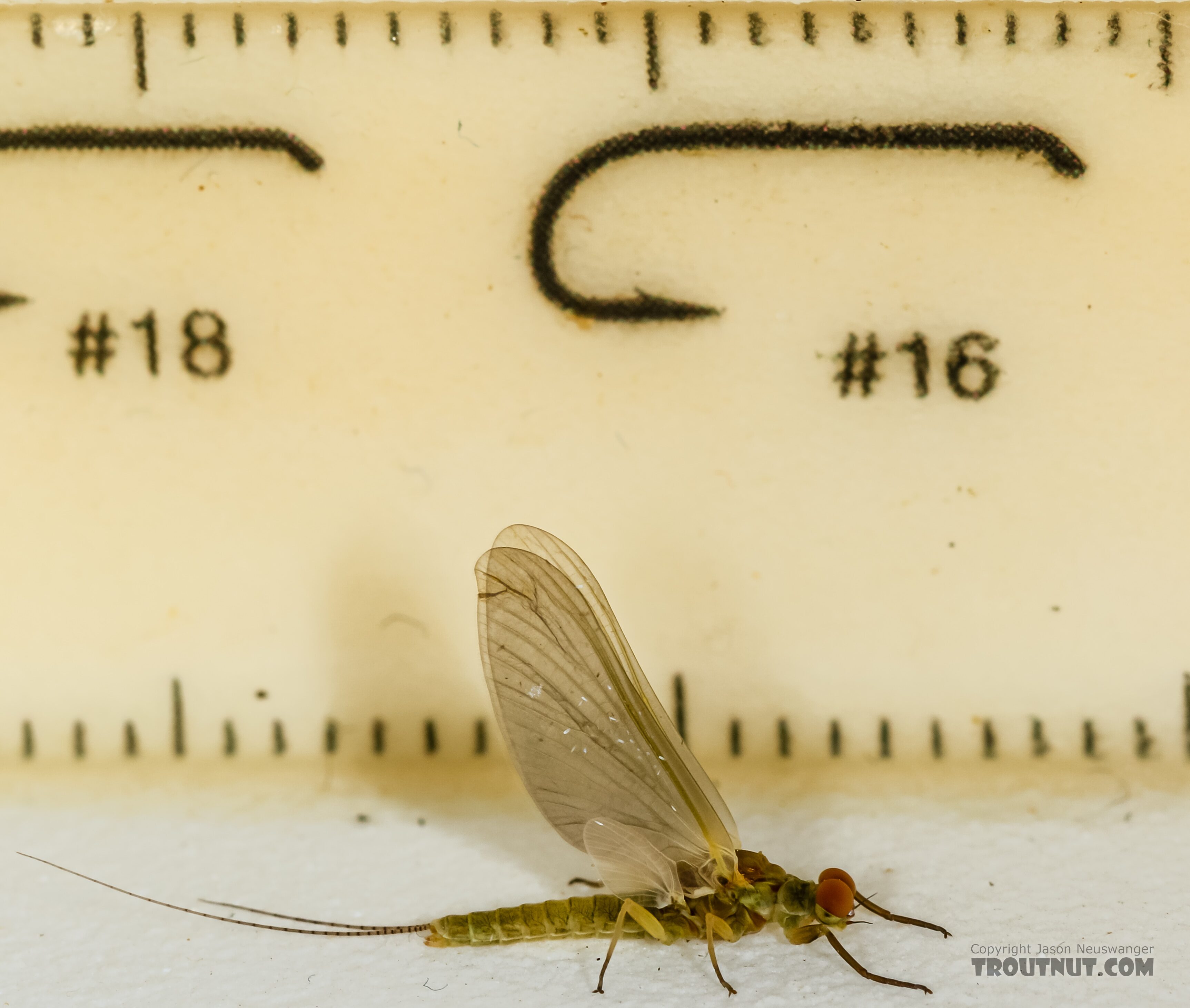 Male Ephemerella excrucians (Pale Morning Dun) Mayfly Dun from the Henry's Fork of the Snake River in Idaho